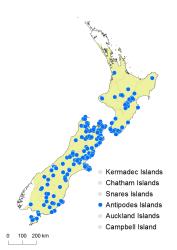 Asplenium appendiculatum subsp appendiculatum distribution map based on databased records at AK, CHR, OTA & WELT.
 Image: K. Boardman © Landcare Research 2017 CC BY 3.0 NZ